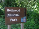 Redwood01_060707