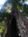 Redwood03_060707
