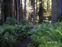 Redwood02_060707